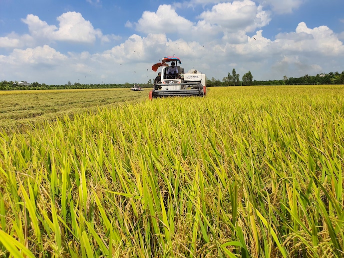 Ngân hàng Nhà nước chỉ đạo đẩy mạnh cho vay thu mua lúa, gạo