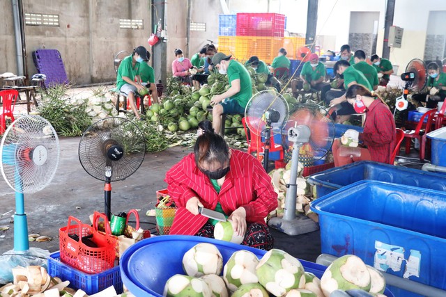 Bài 2: Để phát triển xuất khẩu bền vững các sản phẩm chủ lực xứ dừa - Ảnh 1.