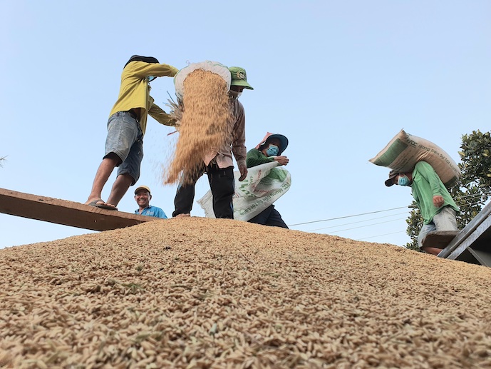 Giá gạo xuất khẩu cao nhất hai năm trở lại đây