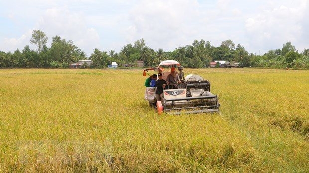 Festival quốc tế ngành hàng lúa gạo lần đầu tiên sẽ tổ chức tại Hậu Giang