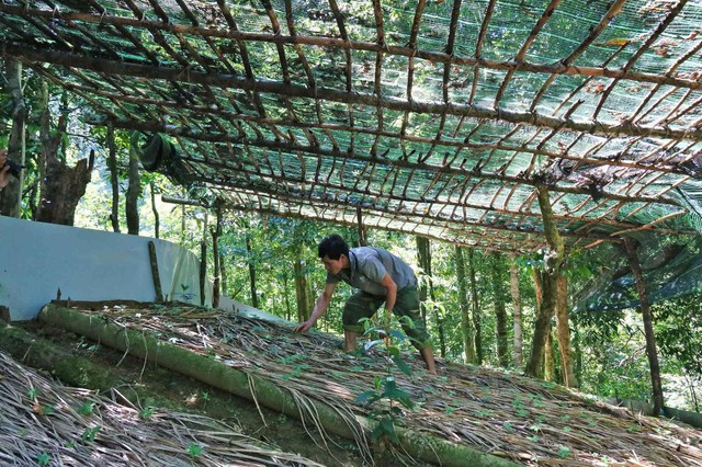 Quảng Nam thu hút doanh nghiệp trồng, chế biến sản phẩm từ sâm Ngọc Linh