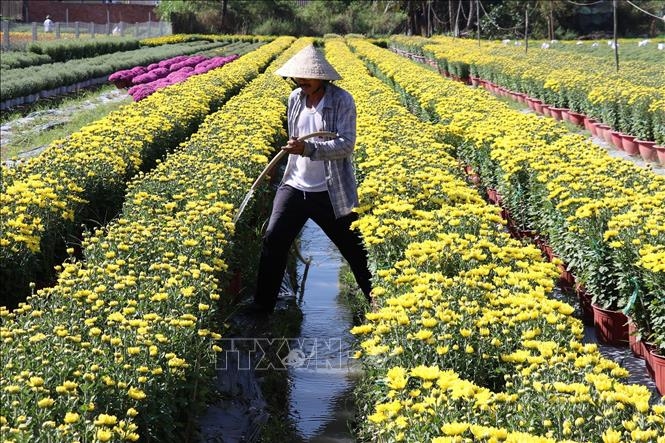 Cung ứng hơn 1,2 triệu giỏ hoa cho thị trường Tết