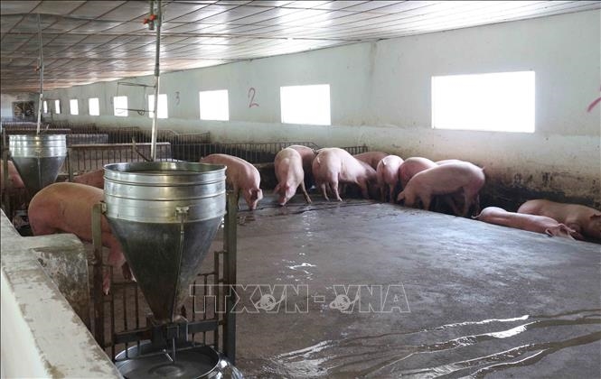 Giá lợn hơi hôm nay (27-2): Tăng cao nhất 2.000 đồng/kg tại miền Nam
