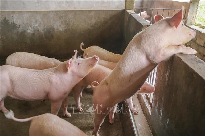 Giá lợn hơi hôm nay (ngày 23-2): Tăng nhẹ 1.000 đồng/kg trong phạm vi hẹp