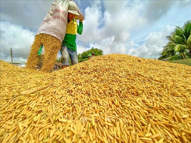 Giá gạo hôm nay (21-2): Thị trường giao dịch chậm, giá giảm nhẹ