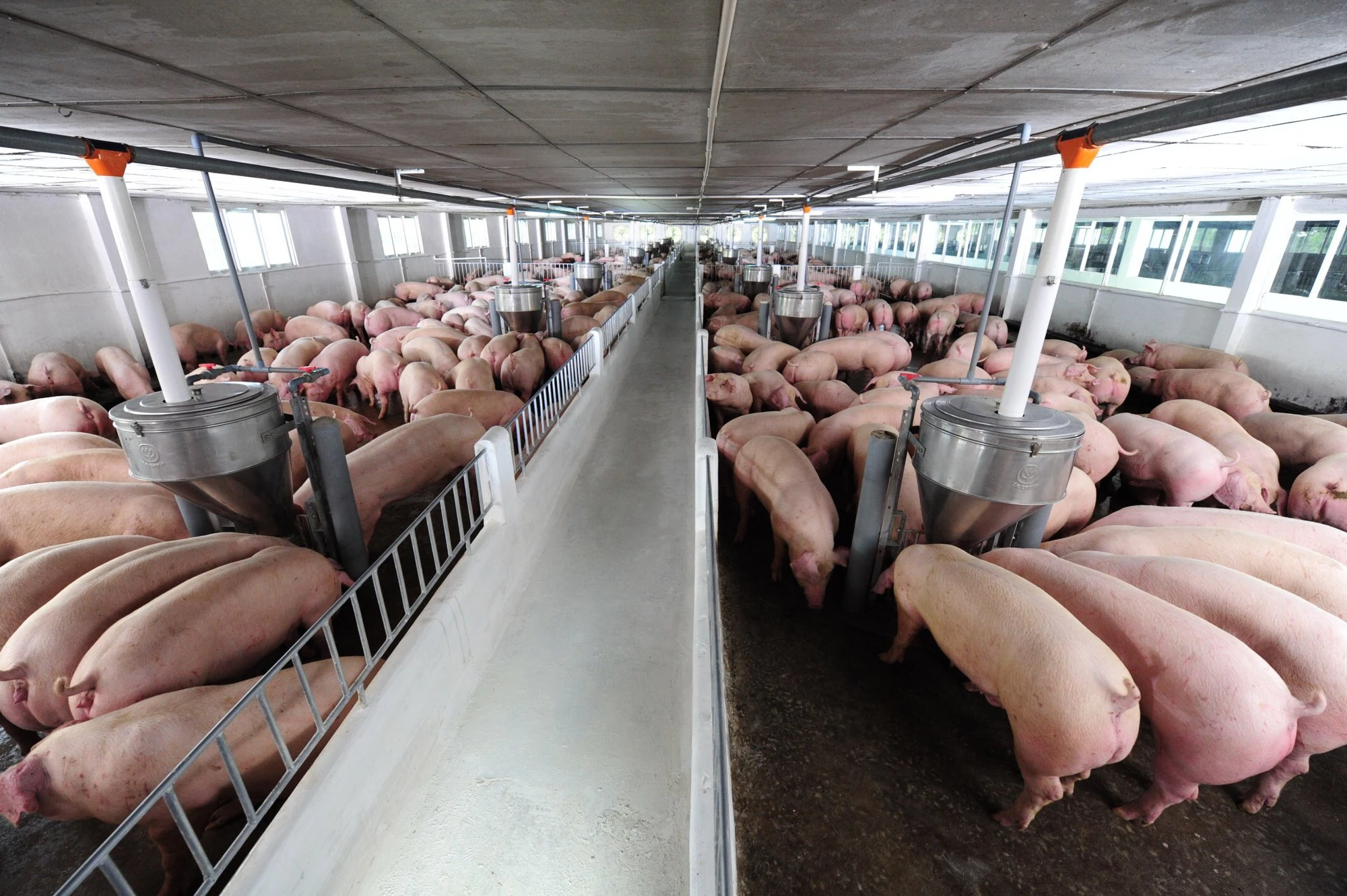 Giá lợn hơi hôm nay (21-2): Biến động tăng nhẹ ở mức 3.000 đồng/kg