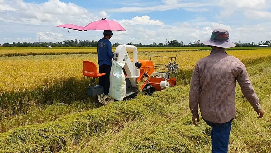 Giá lúa gạo hôm nay (ngày 4-2) và tổng kết tuần qua: Giá gạo tăng, giá lúa giảm