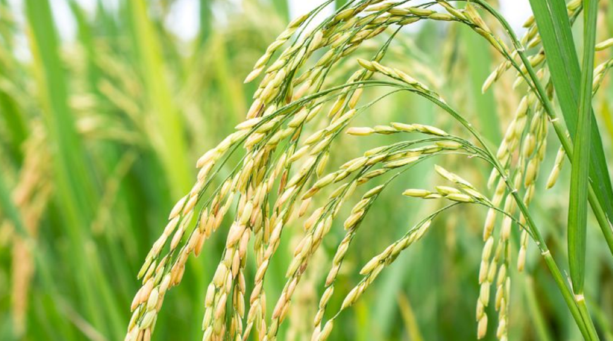 Giá lúa gạo hôm nay 16-2: Sôi động