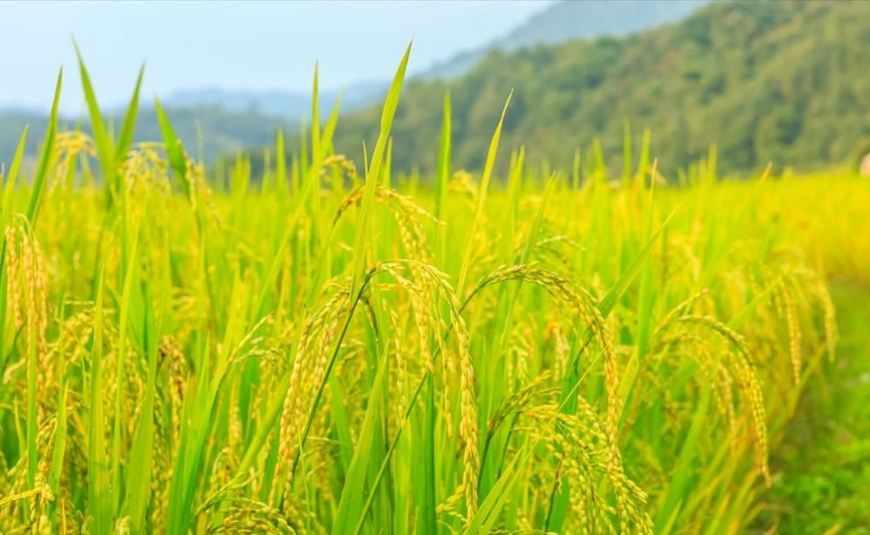 Giá lúa gạo hôm nay (24-2): Điều chỉnh giảm mạnh