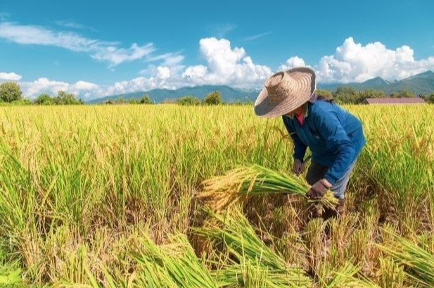 Giá lúa gạo hôm nay (29-2): Nhiều loại lúa tăng nhẹ, gạo ổn định