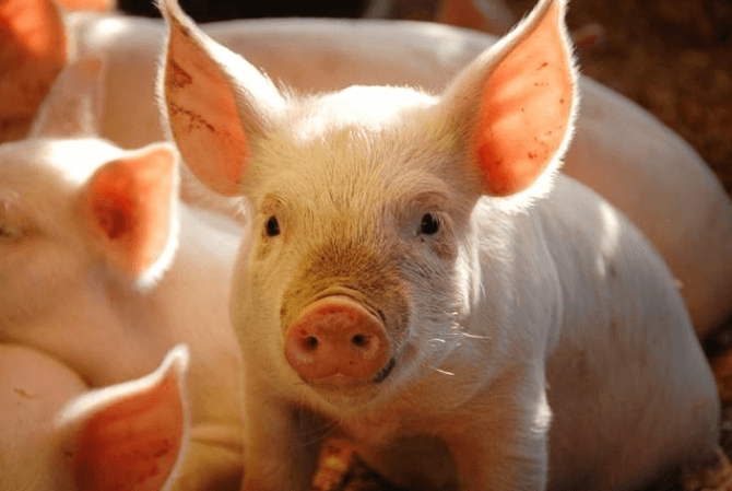 Giá lợn hơi hôm nay (8-3): Tiếp tục tăng nhẹ 1.000 đồng/kg tại nhiều khu vực