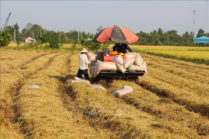 Giá lúa gạo hôm nay (ngày 14-3): Nhiều kho chấp nhận trả giá cao để mua được gạo