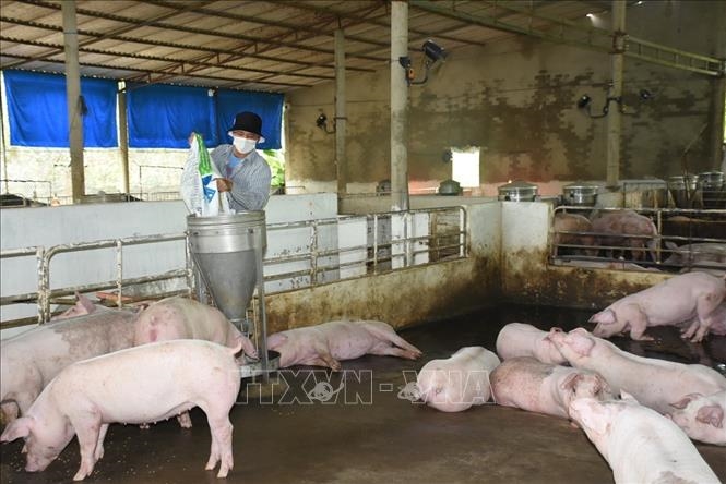 Giá lợn hơi hôm nay (ngày 10-3): Miền Nam giữ mức cao nhất