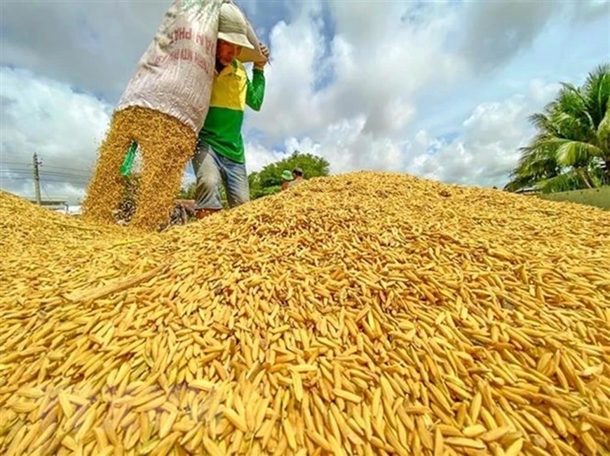 Giá lúa gạo hôm nay (19-3): Duy trì ổn định trên cả nước