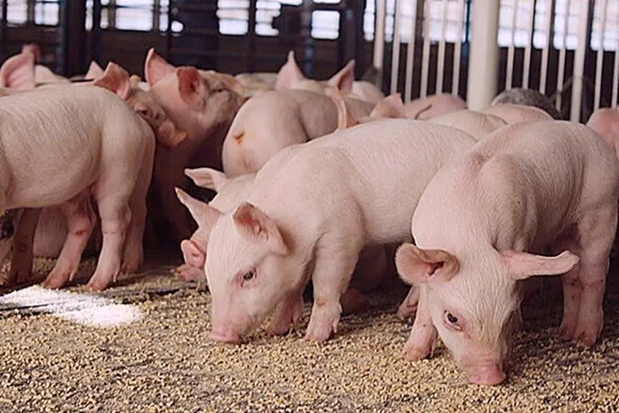 Giá lợn hơi hôm nay (13-3): Nhích nhẹ lên mức hơn 2.000 đồng/kg