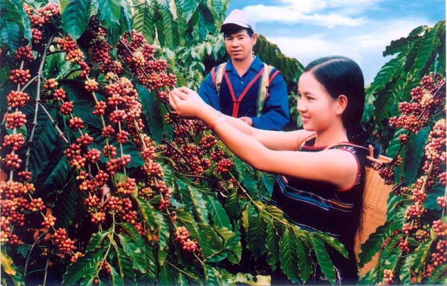 2 tháng đầu năm, xuất khẩu cà phê Việt Nam lập kỷ lục