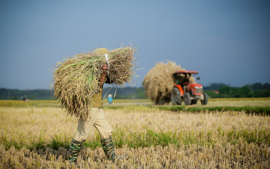 Giá lúa gạo hôm nay (12-3): Bình quân 7.300 – 8.200 đồng/kg