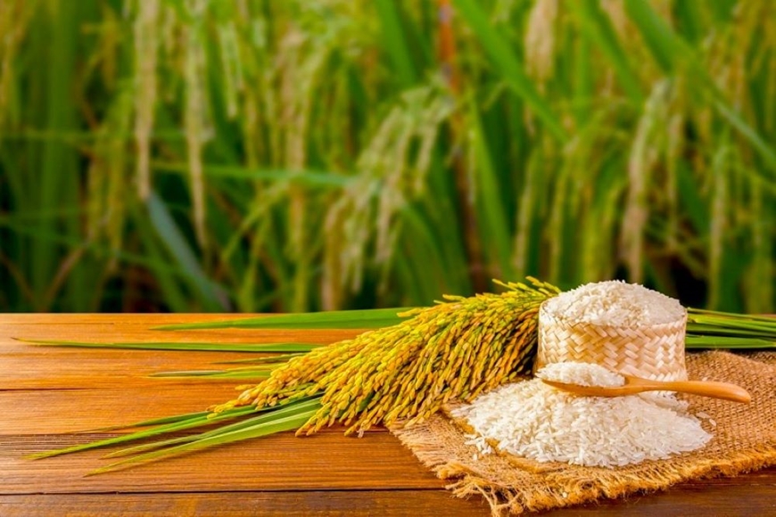 Giá lúa gạo hôm nay (17-3): Sôi động