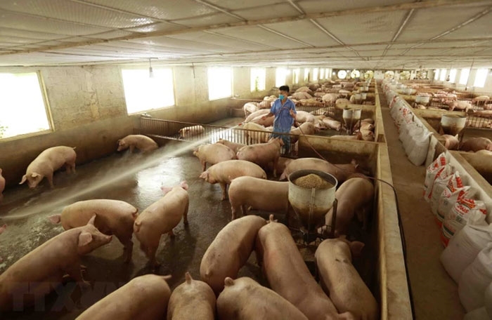 Giá lợn hơi hôm nay (16-3): Không có biến động lớn