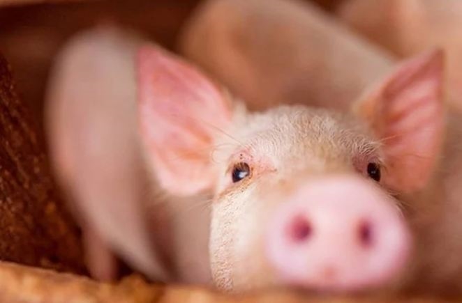 Giá lợn hơi hôm nay (18-3): Cao nhất 61.000 đồng/kg