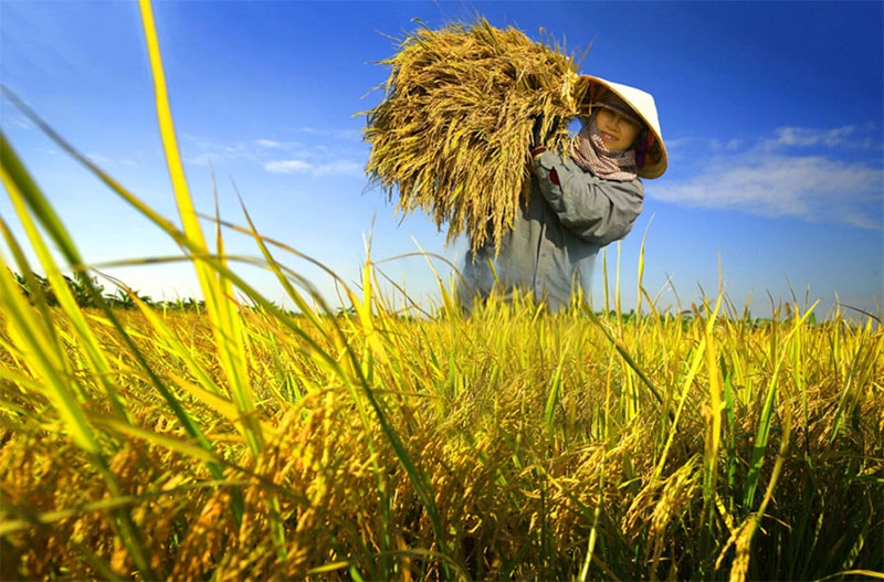 Giá lúa gạo hôm nay (20-3): Một số loại giảm nhẹ