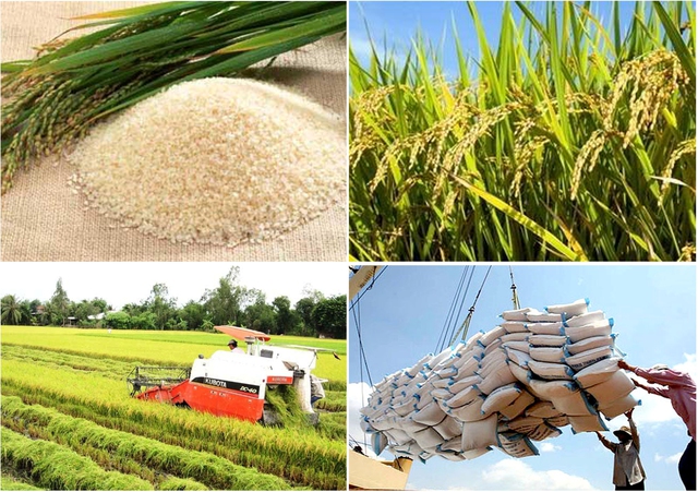 Thủ tướng chỉ thị đẩy mạnh sản xuất, kinh doanh, xuất khẩu lúa, gạo bền vững- Ảnh 1.