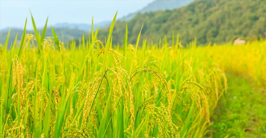 Giá lúa gạo hôm nay, ngày 8-3: Giá gạo tăng 300 đồng/kg