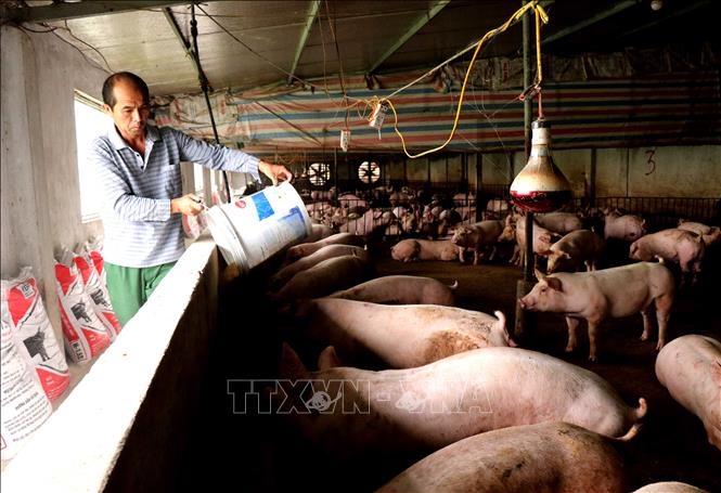 Giá lợn hơi hôm nay (ngày 9-4): Giảm 1.000 đồng/kg tại một vài địa phương khu vực miền Nam