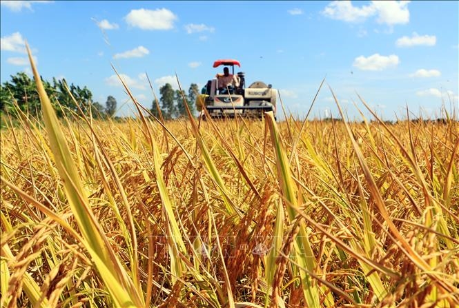 Giá lúa gạo hôm nay (26-4): Giá lúa đồng loạt tăng