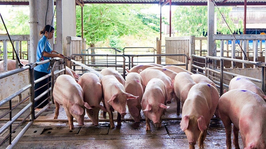 Giá lợn hơi hôm nay (22-4): Chạm mốc 63.000 đồng/kg