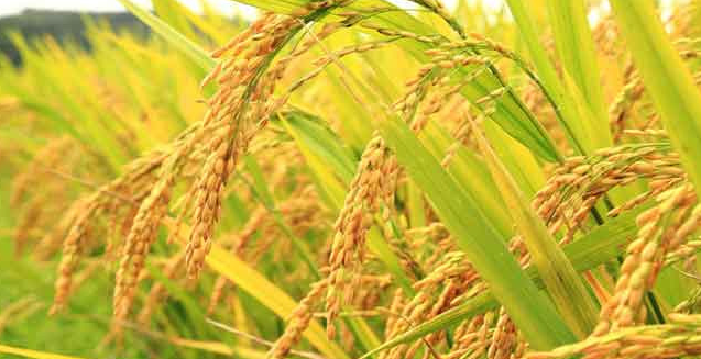 Giá lúa gạo hôm nay (29-4): Giá gạo có chiều hướng giảm nhẹ