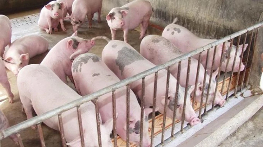 Giá lợn hơi hôm nay (30-4): Tăng, giảm trái chiều