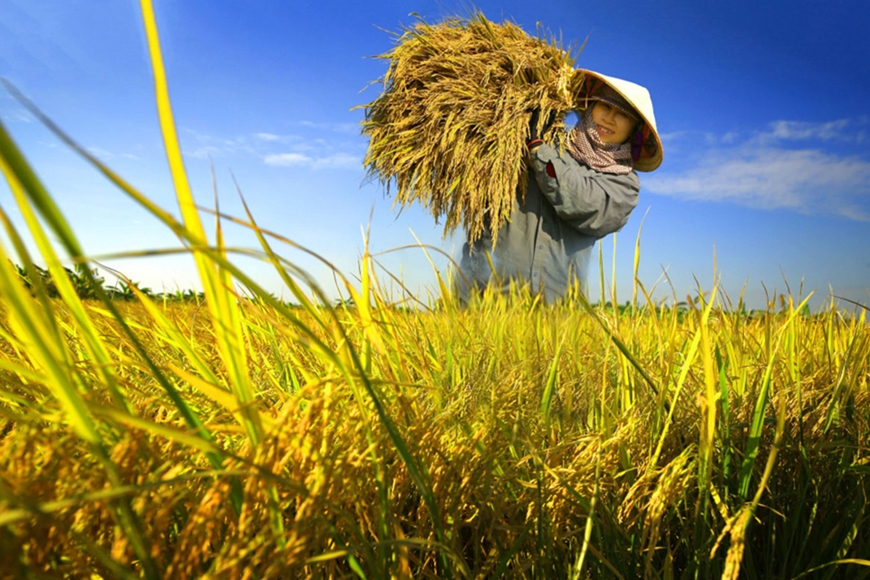 Giá lúa gạo hôm nay (30-4): Gạo giảm nhẹ