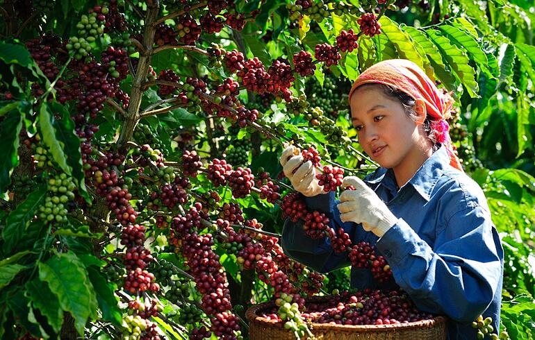 Giá cà phê trong nước cán mốc giá kỷ lục mới 129.000/kg