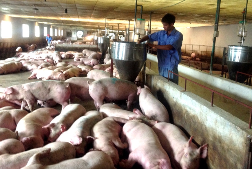 Giá lợn hơi hôm nay (8-4): Cao nhất 62.000 đồng/kg