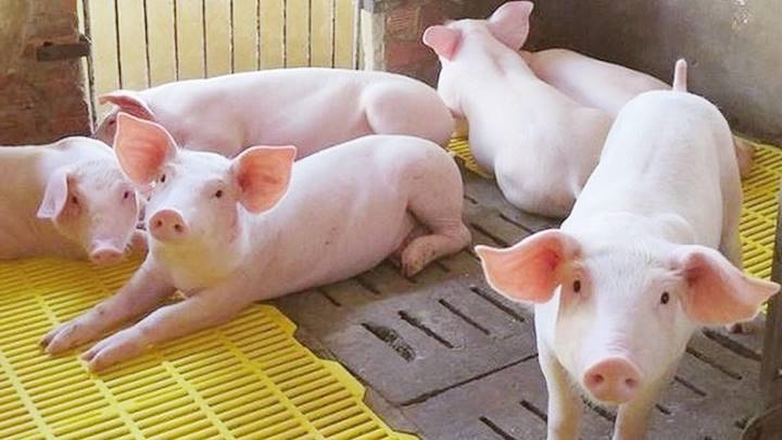 Giá lợn hơi hôm nay (13-4): Bật tăng, phổ biến 58.000 – 62.000 đồng/kg