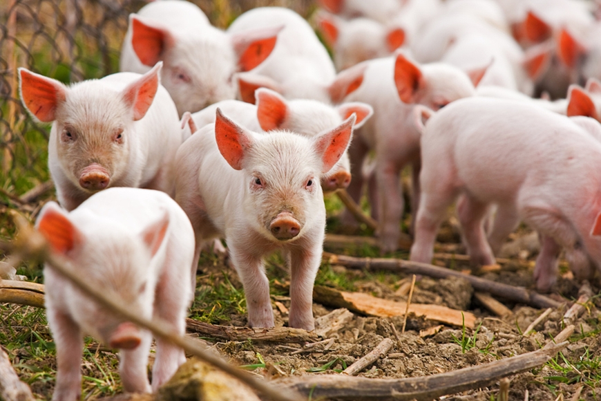 Giá lợn hơi hôm nay (24-4): Tăng nhẹ 1.000 đồng/kg, cao nhất 64.000 đồng/kg