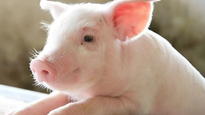 Giá lợn hơi hôm nay (25-4): Tăng nhẹ 1.000 đồng/kg