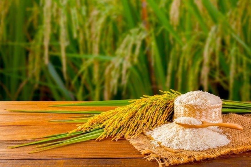 Giá lúa gạo hôm nay (14-4): Ổn định