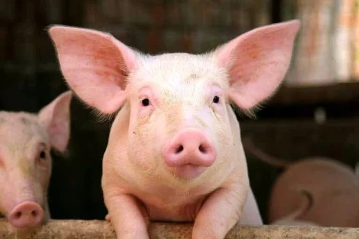 Giá lợn hơi hôm nay (29-4): Phổ biến 61.000 – 63.000 đồng/kg