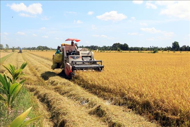 Giá lúa gạo hôm nay (6-5): Giá gạo xuất khẩu bật tăng trở lại