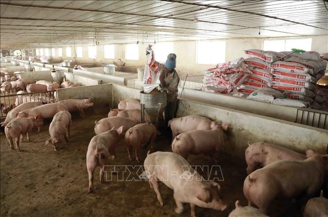 Giá lợn hơi hôm nay (6-5): Tăng nhẹ