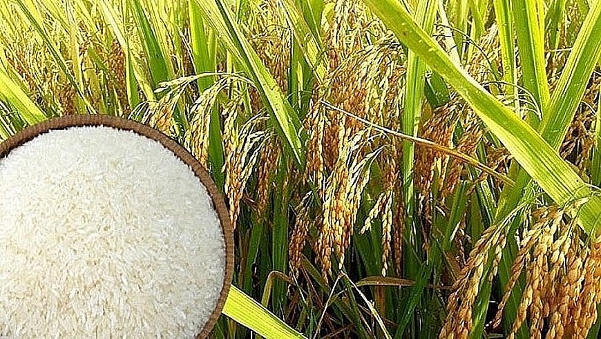 Giá lúa gạo hôm nay (16-5): Duy trì ổn định