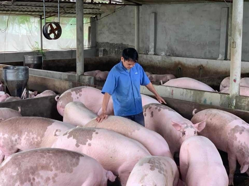 Giá lợn hơi hôm nay (8-5): Tăng nhẹ