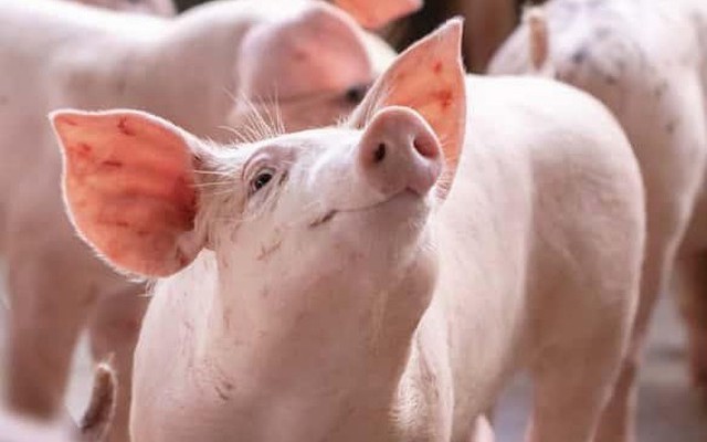 Giá lợn “sốt xình xịch”, cổ phiếu chủ thương hiệu thịt MEATDeli, Heo cao bồi, xúc xích Ponnie bốc đầu lên đỉnh 17 tháng