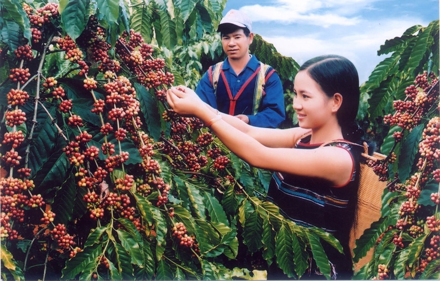 Giá cà phê hôm nay (25-5): Lao dốc