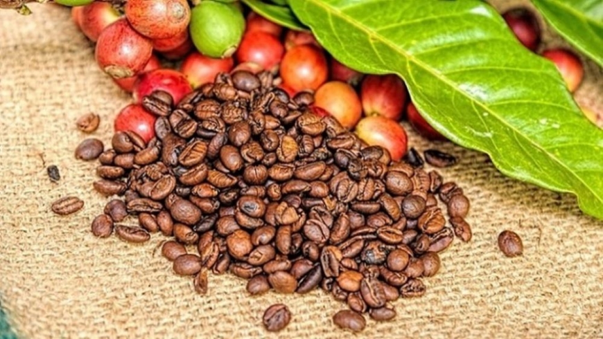 Giá cà phê hôm nay (7-5): Tiếp tục giảm
