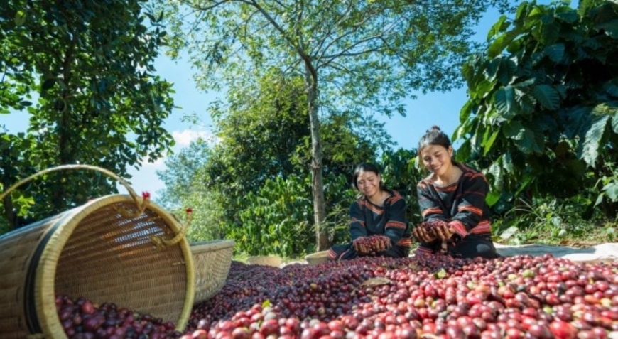 Giá cà phê hôm nay (30-5): Tiếp đà tăng mạnh