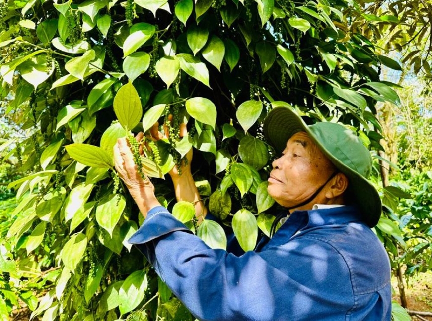 Giá hồ tiêu tăng mạnh