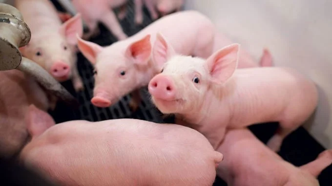 Giá lợn hơi hôm nay (4-5): Tăng nhẹ, cao nhất 63.000 đồng/kg
